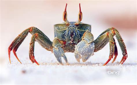 Nature Animal Crab Bing Microsoft Hd Wallpapers Wallpaper