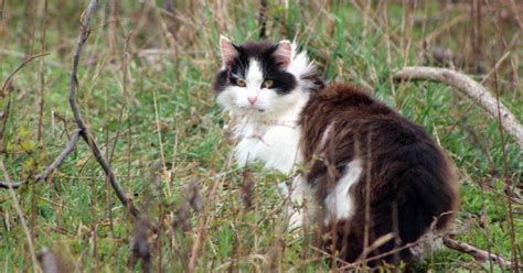 Expert Wildlife Population At Risk From Feral Cats In South Florida