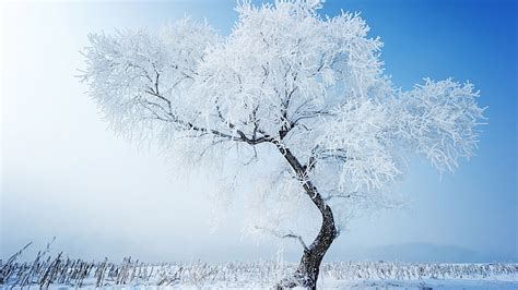 Hd Wallpaper Nature Ice Crystal Snow Solid Cold Frost Winter