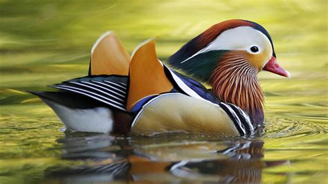 Learn About The Mysterious Mandarin Duck In New Yorks Central Park