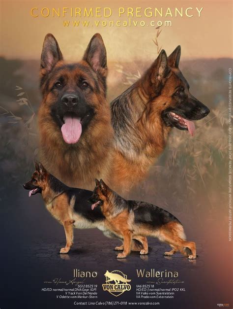 To tackle these issues we advise that breeders use dna tests, screening schemes and inbreeding coefficient calculators to help breed the healthiest dogs possible. Von Calvo German Shepherds in 2020 | German shepherd ...