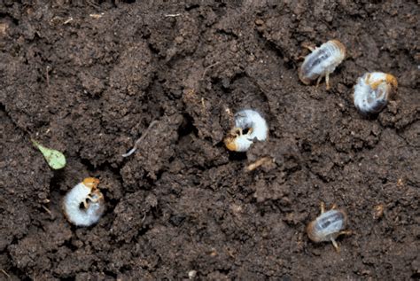 Got Grubs How To Identify Treat And Prevent Lawn Grubs Jonathan Green
