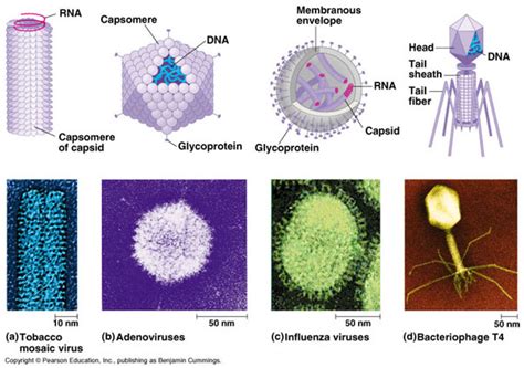 Virology Overview Of Virology