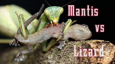 Praying Mantis Eats A Still Living Lizard Youtube