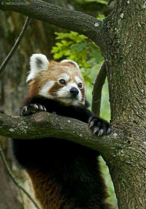 Pin By Mona Moni On Panda E Kuqe Red Panda Cute Animals Animals