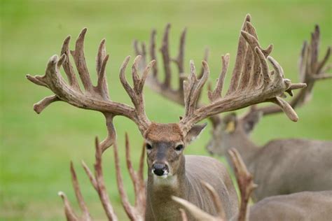 M3 Whitetails Two Things I Have Learned Deer Breeder In Texas