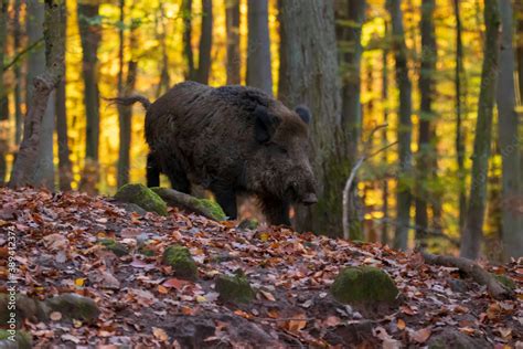 Foraging Of The Wild Boars In The Forest In Their Natural Environmental