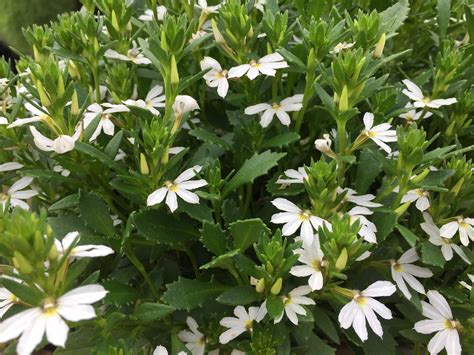 Scaevola Surdiva White A Small Ground Cover That Flowers Pro Fusel