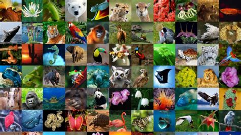 Create a Animal TierList Tier List - TierMaker