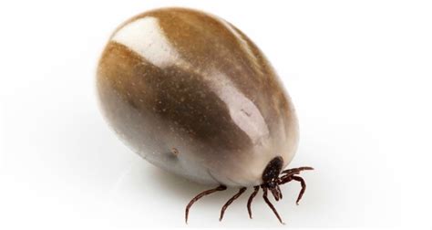 Treating all pets the house and yard, sanitize the pet beds and other areas the. Ticks on dogs: Not so sexy. | Yorkville Animal Hospital ...
