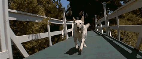 Dog Running  Find And Share On Giphy