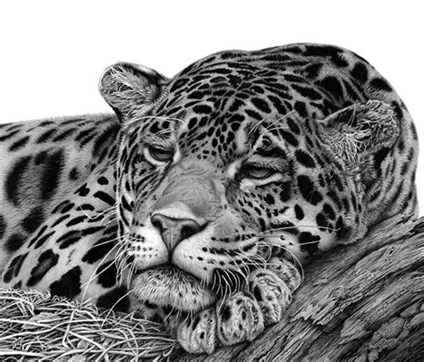 Realistic Animal Drawings Realistic Animal Drawings Realistic