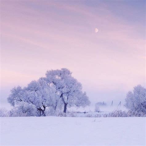 Snow Photography Winter Art Design Landscape Trees Pink