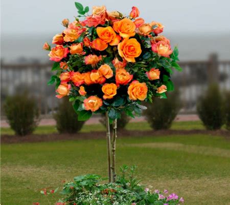* qty breaks are available. Cottage Farms 36" Redgold Patio Tree Rose — QVC.com