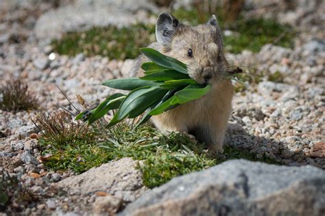 Pika Cute Fun And Possibly Endangered Diamond Photography