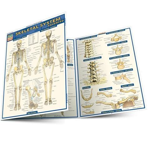 Quickstudy Skeletal System Advanced Laminated Study Guide Skeletal