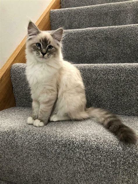 4 Month Old Ragdoll Kitten For Sale In Cambuslang