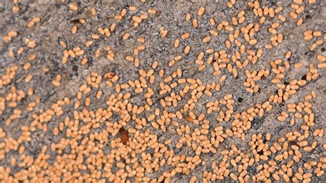 Termite Droppings Differences Between Termite Droppings And Sawdust