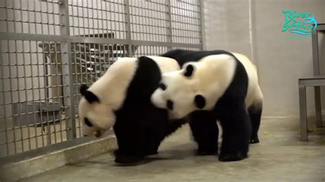 Panda Mating Season And Mating Behaviours Jia Jia And Kai Kai Panda