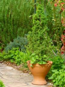 43 Best Images About Dwarf Evergreens For Containers As A Topiary On