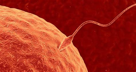 Sperma Ist Gesund Es Kostet Zwar Etwas Mut Aber Daf R Wirst Du Mit