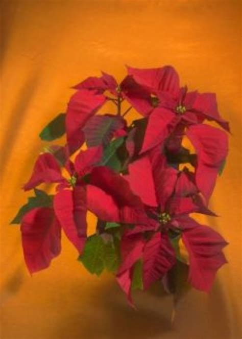 Devils ivy like humidity more than the swedish like a steam bath. Safety for Cats and Houseplants | PetHelpful