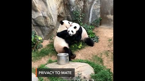 Pandas Use Lockdown Privacy To Mate After A Decade Of Trying Youtube