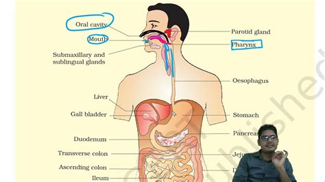 Digestion And Absorption NCERT For NEET 2022 Part 01 Biogrades