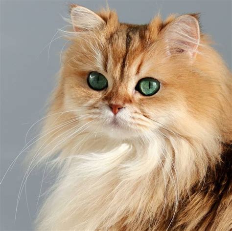 Golden British Longhair Cat Cute Cats And Dogs Cats Pics Of Cute Cats