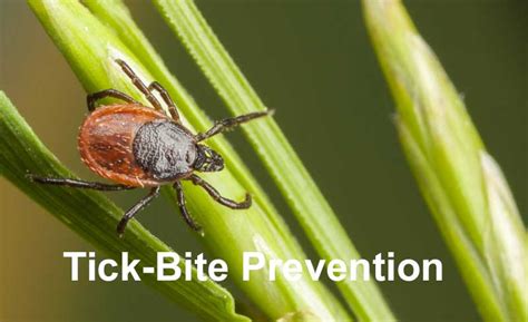 Simple Tips To Keep Ticks Off All Summer Long Useful Tips
