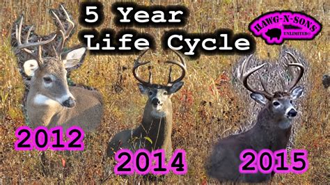 Deer Hunting 5 Year Whitetail Life Cycle Video Of Mature Buck Non