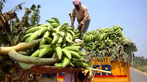 Ngo News Blog Newsline Kalanjium Produces Organic Nendran Banana