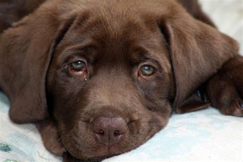 Sad Puppy Photograph By Daylin Wright Fine Art America