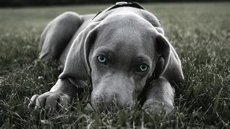 Der Schönste Hund Der Welt Bilder Fotos In Hoher Qualität
