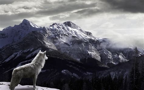 White Wolf In Mountains Wallpaper For Widescreen Desktop Pc 1920x1080