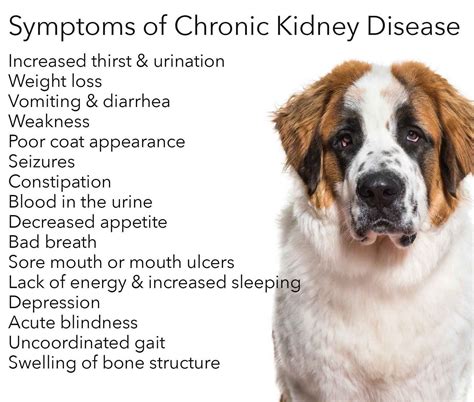 What Causes Sudden Kidney Failure In Dogs