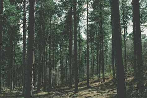 Forest Wallpapers ·① Wallpapertag