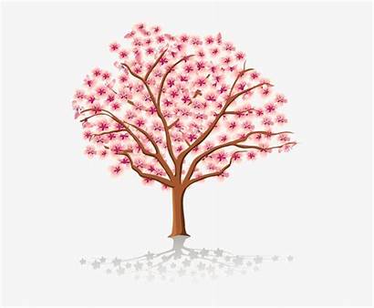 Blossom Cherry Tree Clipart Background Watercolor Clip
