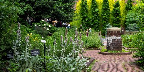 Benjamin Rush Medicinal Plant Garden The College Of Physicians Of