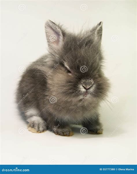 Tired Rabbit Stock Images Download 305 Royalty Free Photos