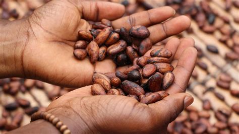 Descubre La Ruta Del Cacao En Tabasco Y C Mo Puedes Realizarla