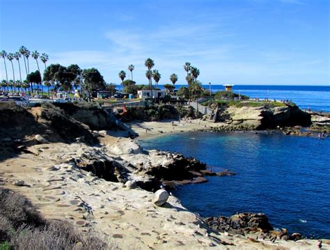 The La Jolla Cove Seals 8 Things You Need To Know Before Visiting La