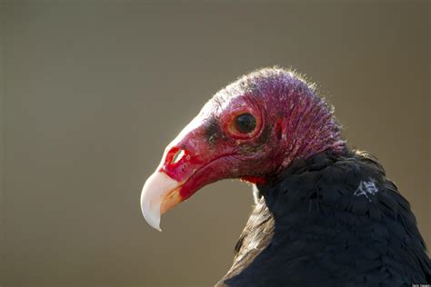 Photos Of Turkey Vultures My Favorite Facts About Turkey Vultures Center Of The West