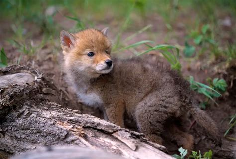 North American Coyotes