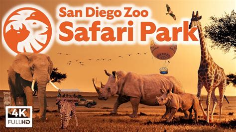 San Diego Zoo Safari Park Top 10 Tips Park Tour And Animal Guide Youtube