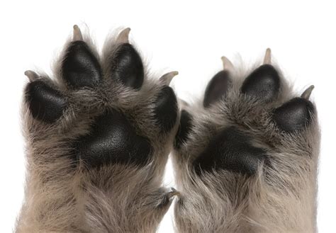 Get Your Paws On The Best Paw Paw Dog Products Top 10 Picks And Buying
