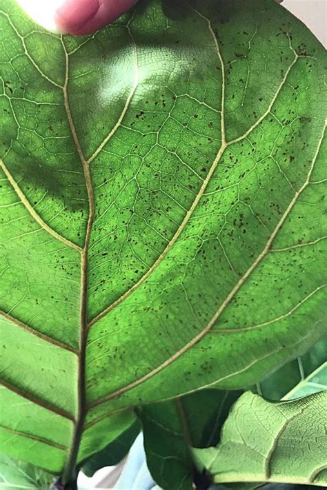 Fiddle Leaf Fig Turning Brown On Edges Leafandtrees Org