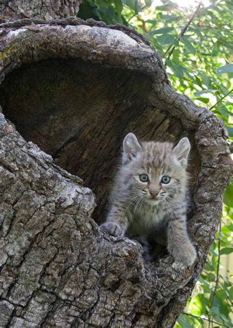 Fluffy The Baby Bobcat Wildlife Pinterest Babies