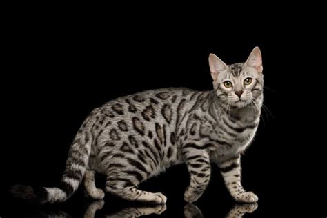 Bengal Cat Breed Size Appearance And Personality