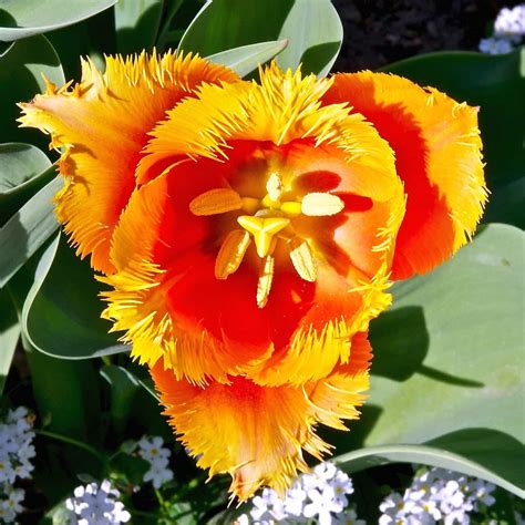 8 Tulip Varieties That Will Delight Your Senses